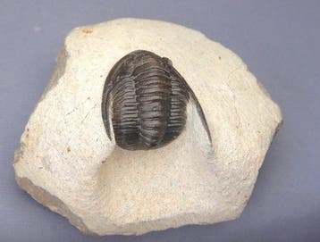 Fossiles - Squelette fossile - Cornuproetus cornutus - 4 cm, Collections