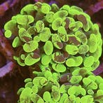 Euphyllia Paraancora Ultra Neon Groen (1 kop)