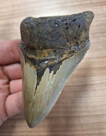 Megalodon - Fossiele tand - 9.4 cm - 6.1 cm