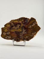Fossiel hout - Gefossiliseerd hout - 13 cm (Zonder