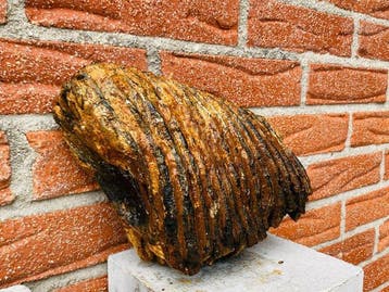 Mammouth laineux - Molaire fossile - 20 cm - 16 cm (Sans