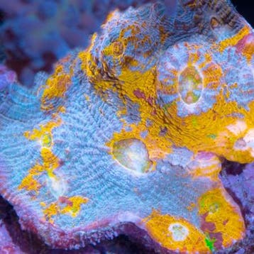 Chalice Rainbow Frag (Ong. 2-3 cm), Dieren en Toebehoren