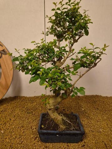 Liguster bonsai (Ligustrum) - Hoogte (boom): 43 cm - Diepte