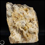 Tranche naturelle de quartz cactus sur matrice – Formation