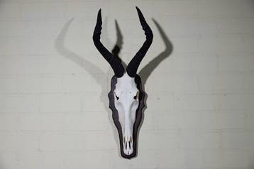 Hartebeest skull Schedel - Alcelaphus buselaphus - 30 cm -, Verzamelen, Nieuw