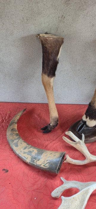 Roodvoorhoofdz gazelle - daim - nyala - Buffons kob ....., Nieuw