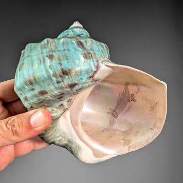 Groene tulbandschelp Zeeschelp - Turbo marmoratus (Zonder, Verzamelen, Nieuw