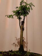 metasequoia bonsai in grote bonsaischaal - Hoogte (boom): 30