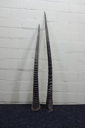 Gemsbok Hoorns - Oryx gazella - 87 cm - 3 cm - 0 cm-
