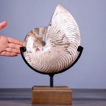 Grote gepolijste fossiele Nautilus met iriserende parelmoer, Nieuw