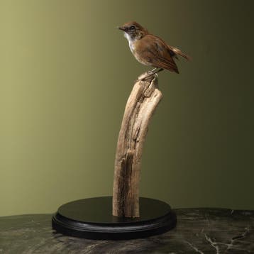 Kleine Kortvleugel Taxidermie Opgezette Dieren By Max, Ophalen of Verzenden, Nieuw, Vogel, Opgezet dier