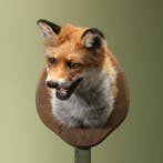 Vos Taxidermie Opgezette Dieren By Max, Verzamelen, Ophalen of Verzenden, Nieuw, Wild dier, Opgezet dier