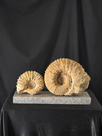Ammonite - Animal fossilisé - Pair of Mantelliceras