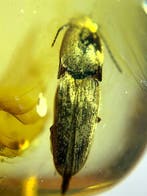 Barnsteen (Zonder minimumprijs)