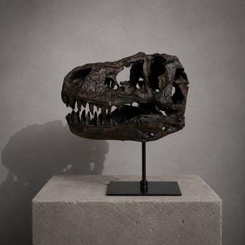 Dinosaure Crâne - REPLICA-T-REX - 30 cm - 25 cm - 15 cm -
