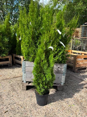 Thuja Occidentalis Smaragd 80t/m120cm Stuntprijzen!!, Ophalen of Verzenden