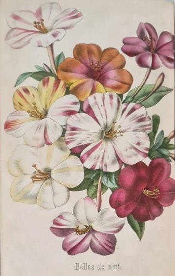 Les Rédacteurs du Bon Jardinier (red.) - Revue horticole -