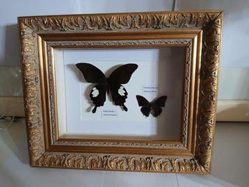 Vlinder Taxidermie wandmontage - Papilio Sataspes-Charaxes
