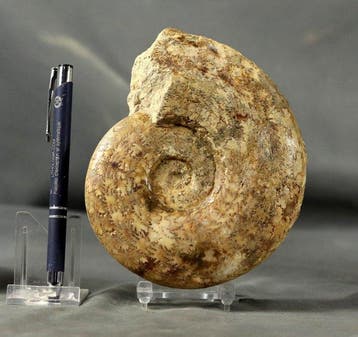 Een zeldzame en fraaie ammoniet - - Gefossiliseerd dier -