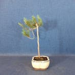 Den bonsai (Pinus) - Hoogte (boom): 26 cm - Diepte (boom):