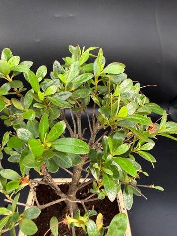 Bonsaï Azalée (Rhododendron) - Hauteur (arbre) : 23 cm -