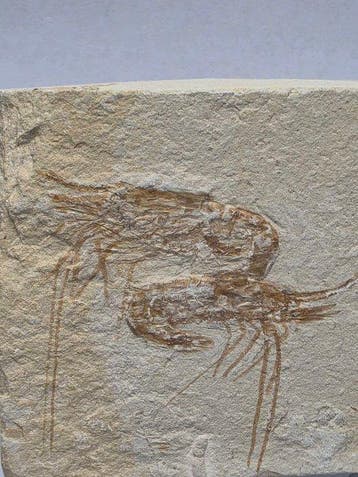 garnaal - Gefossiliseerd dier - Carpopenaeus callirostris -
