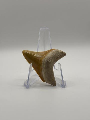 Megalodon - Fossiele tand - Otodus Megalodon - 4.50 cm