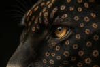 yamila - El Jaguar de Obsidiana, Nieuw
