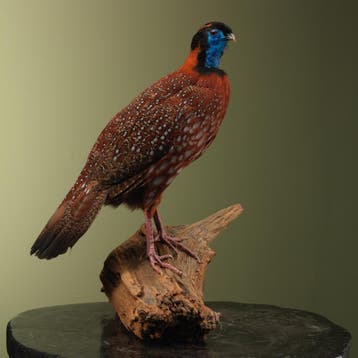 Temmincks Tragopaan Taxidermie Opgezette Dieren By Max, Ophalen of Verzenden, Opgezet dier