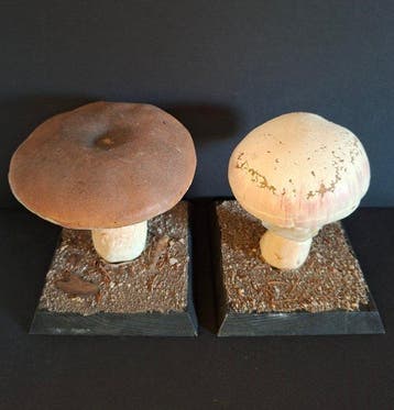 champignon vénéneux Monture pour réplique taxidermique -