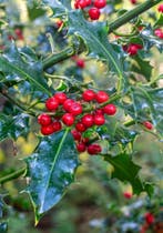 Hulsthaag - Ilex aquifolium Alaska - 60 t/m 200cm, Ophalen of Verzenden