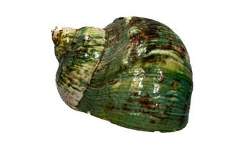 Exclusieve veiling: schitterende Turbo marmoratus (Groene
