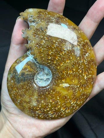 Ammoniet - Fossiele matrix - 11.4 cm (Zonder minimumprijs)