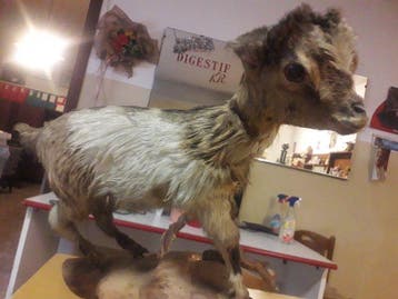 Geit Taxidermie volledige montage - Sconosciuto - 40 cm - 25