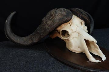 Large Cape Buffalo Schedel van een zoogdier - Syncerus, Verzamelen, Dierenverzamelingen, Nieuw
