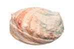 $$ TOP $$ schijf abalone Skelet - Haliotis discus - 0 cm - 0, Nieuw