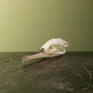 Aalscholver Schedel Taxidermie Opgezette Dieren By Max, Ophalen of Verzenden, Opgezet dier