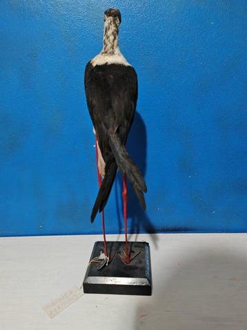 Ridder van Italië Taxidermie volledige montage - Himantopus, Nieuw