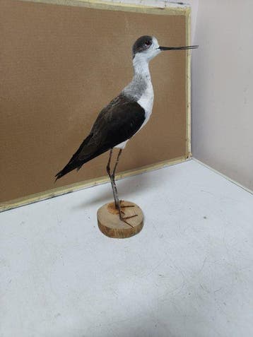 ridder van Italië Taxidermie volledige montage - Haimontopus, Nieuw