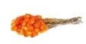 Capblumen Kaapsbloemen bundel Oranje ca. 40 cm 35 stuks