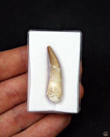 Reptile marin - Dent fossile - Plesiosaurus sp. (Sans prix
