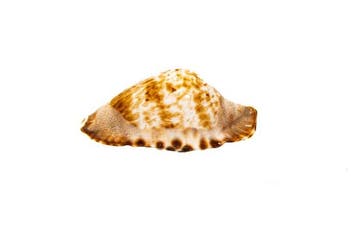 opvallend patroon $$$ GEM $$$ In topconditie $$$ Taxidermie, Nieuw