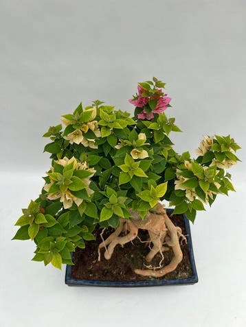 Bougainvillea bonsai (Bougainvillea glabra) - Hoogte (boom):