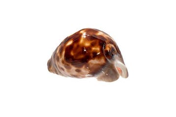 Kauri-schelp  GEM  Zeeslak  TOP donkere tekening, Nieuw