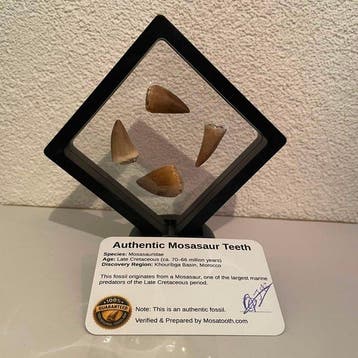 Dinosaurus Tand - Mosasaurus - 11 cm - 5 cm - 11 cm - (4), Verzamelen, Dierenverzamelingen, Nieuw