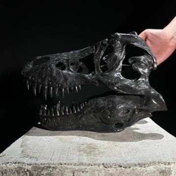 PAS DE PRIX DE RÉSERVE - Une réplique de crâne de dinosaure