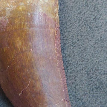 Dinosaurus - Fossiele tand - Carcharodontosaurus saharicus -, Verzamelen