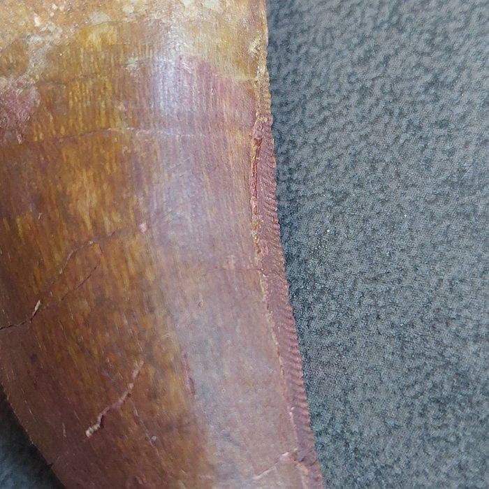 Dinosaurus - Fossiele tand - Carcharodontosaurus saharicus -, Verzamelen, Mineralen en Fossielen