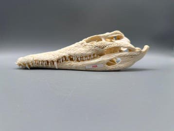 Nijlkrokodil Schedel van een reptiel - Crocodylus niloticus