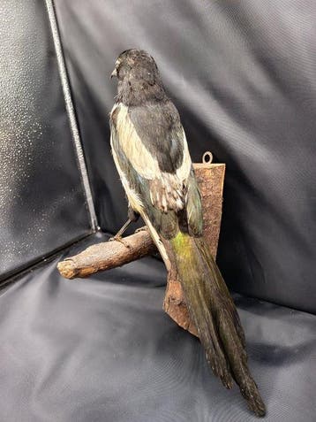 Ekster Taxidermie replica montage - Pica pica - 44 cm - 20, Nieuw